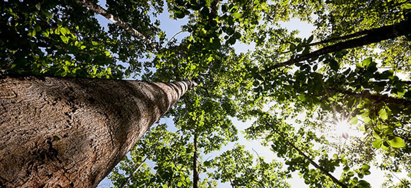 Klöckner sieht Fortschritte bei Bewältigung von Waldschäden | finanzen.net