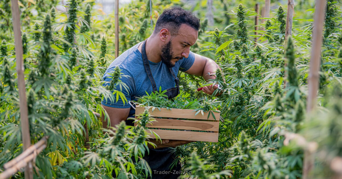 Tilray Brands: Der Cannabis-Tenbagger steht dank US-Reform vor dem nächsten Wachstumsschub