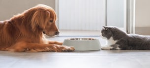 Akkumulation: Chewy - Beat-and-Raise und Autoship-Rekorde zünden Kursfeuerwerk