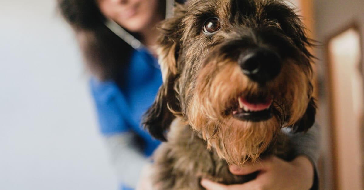 IDEXX Laboratories: Ein Investment in die Zukunft der Haustiergesundheit