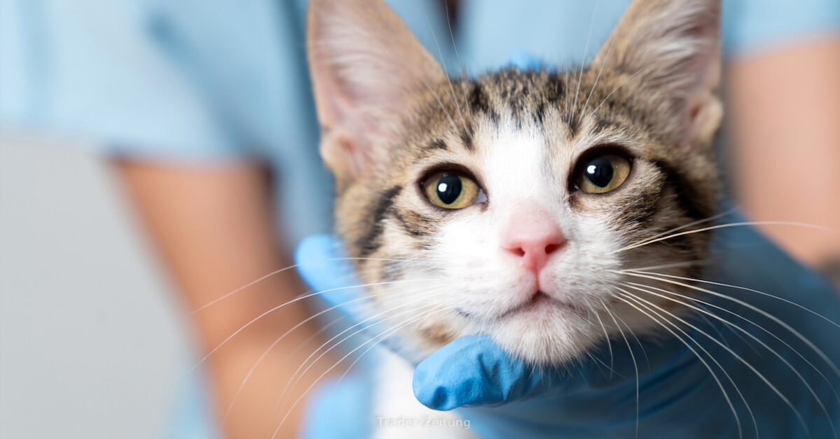 Symrise AG: DAX-Titel mit Comeback-Potenzial!