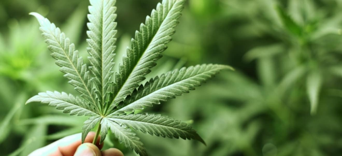 Große Gewinne: Deutsches Cannabis-Startup sammelt Millionen ein Deutsches Cannabis-Startup sammelt Millionen ein | finanzen.net