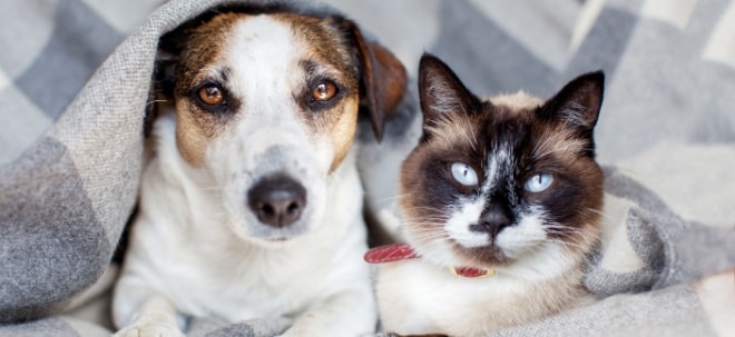 Studie zeigt: Längere Lebenserwartung für Hunde und Katzen. Wie eine Tierkrankenversicherung vor hohen Kosten schützt!