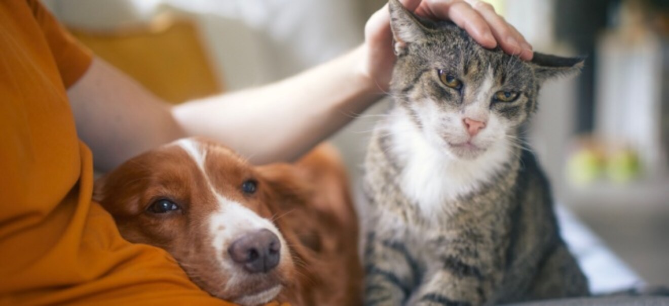 Anker der Gesellschaft: Investitionen in Haustiere: Warum man für Hunde, Katzen & Co. irrational viel Geld ausgibt Tierliebe hat ihren Preis: Wie Emotionen das Konsumverhalten von Haustierbesitzern prägen | finanzen.net