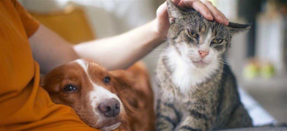 Anker der Gesellschaft: Investitionen in Haustiere: Warum man für Hunde, Katzen & Co. irrational viel Geld ausgibt Tierliebe hat ihren Preis: Wie Emotionen das Konsumverhalten von Haustierbesitzern prägen | finanzen.net