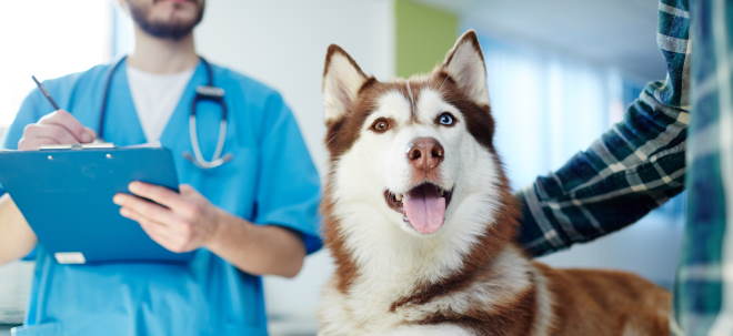 Hundekrankenversicherung: Wann sie sich loht – und wie Sie den besten Tarif finden