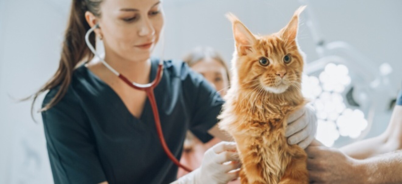 Tipps zum Haustier: Finanzielle Sicherheit für Samtpfoten: Wie Sie Ihre Katze vor hohen Tierarztkosten schützen können Finanzielle Sicherheit für Samtpfoten: Wie Sie Ihre Katze vor hohen Tierarztkosten schützen können | finanzen.net