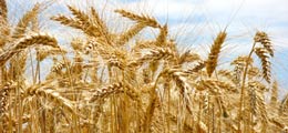: Турция отказалась от российского зерна
