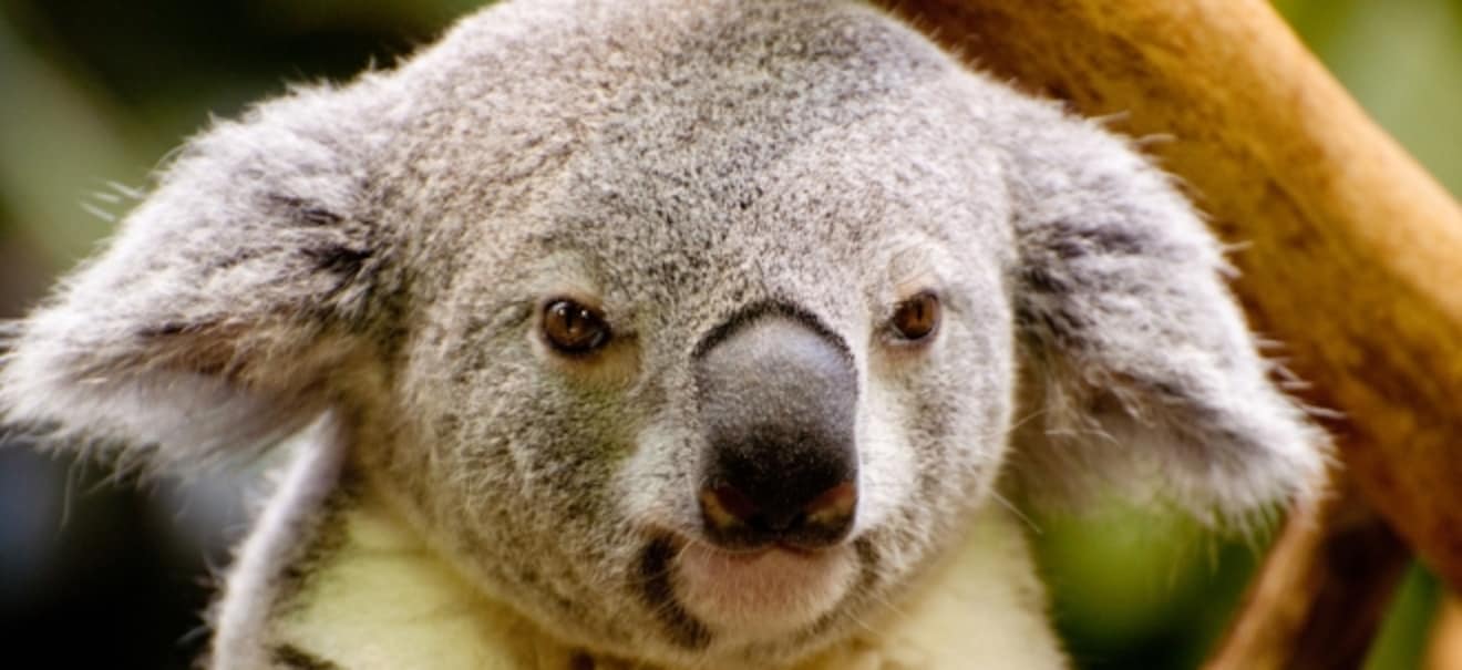 10-Jahres-Hoch: Australiens Notenbank schraubt Leitzins weiter hoch Australiens Notenbank schraubt Leitzins weiter hoch | finanzen.net