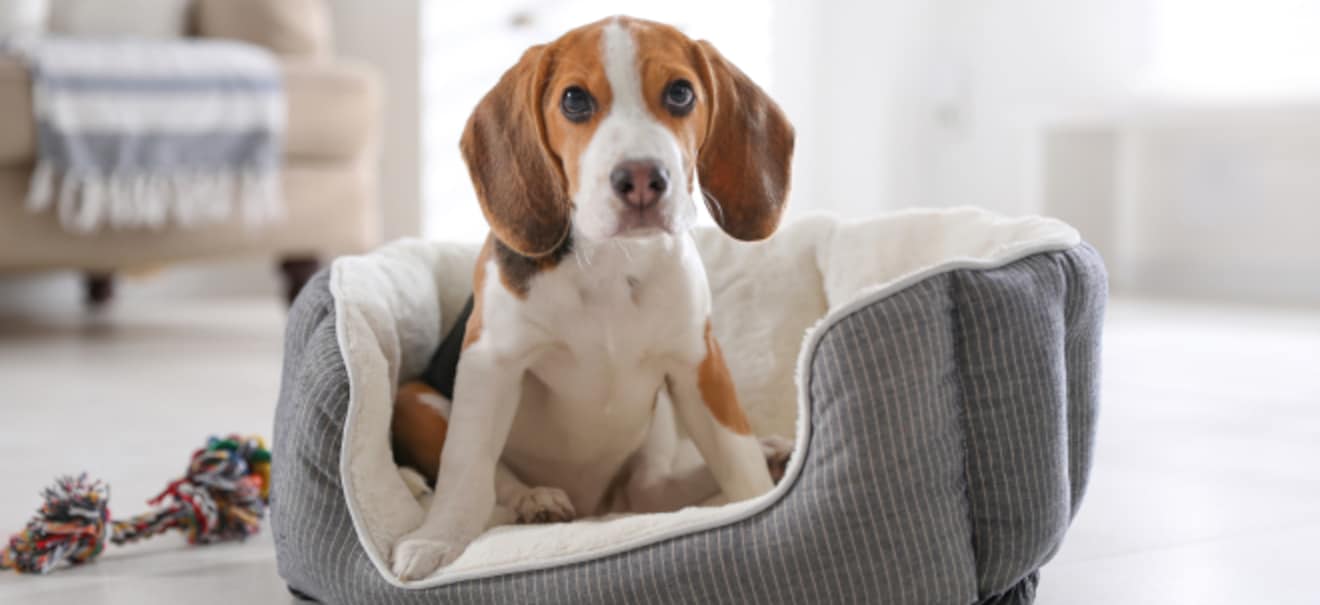 Urlaubsreise: Urlaub mit Hund: Darauf sollten Hundebesitzer achten Reisen mit Hund: Wichtige Hinweise für Hundebesitzer | finanzen.net