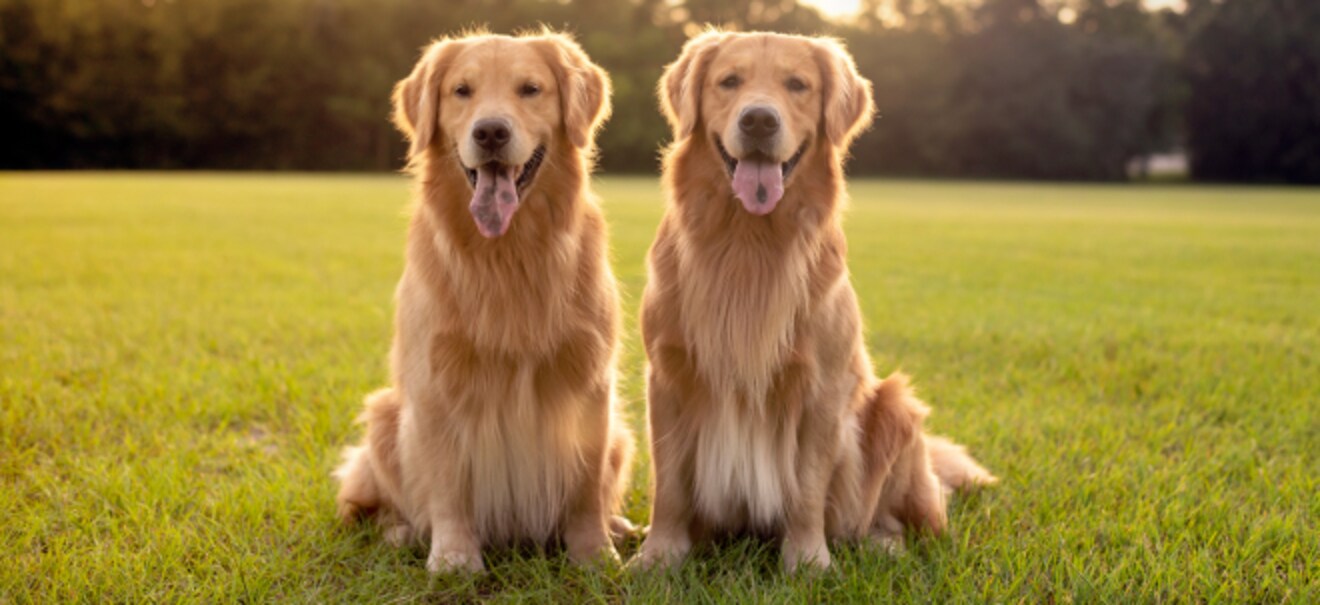 Hundemodus in E-Autos: Wie sicher ist er laut ADAC bei hohen Temperaturen? | finanzen.net