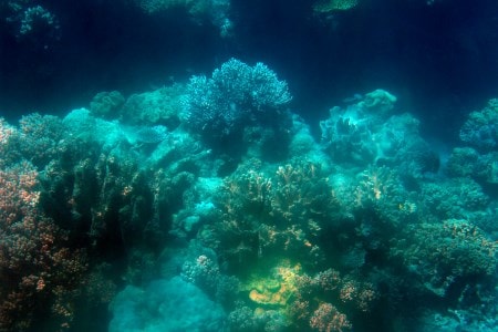 Great Barrier Reef, Australien
