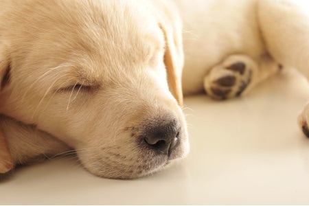Hunde-Steuer