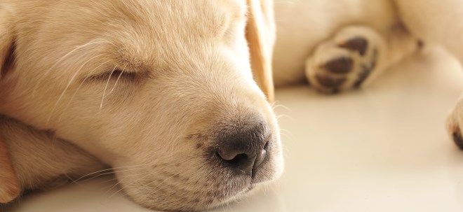 Hund Katze Maus Co Deutsche Lassen Sich Haustiere Fast