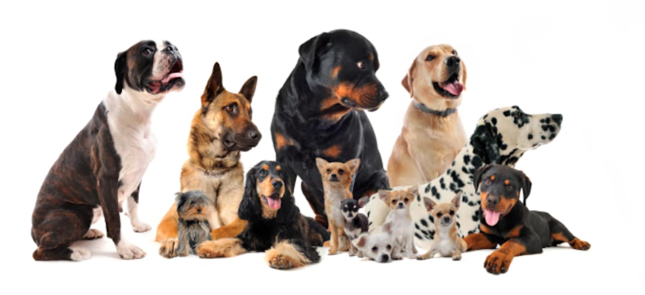Hohe Hunde-Kosten: Die teuersten Rassen | finanzen.net