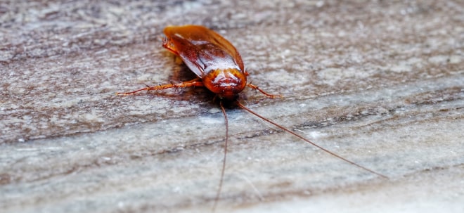 Forscherteam entwickelt ferngesteuerte Cyborg-Kakerlaken für Katastrophenfälle