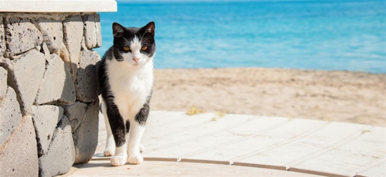 Urlaub mit Samtpfote: So klappt die Reise mit der Katze garantiert! | finanzen.net