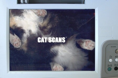 Katzen-Scans