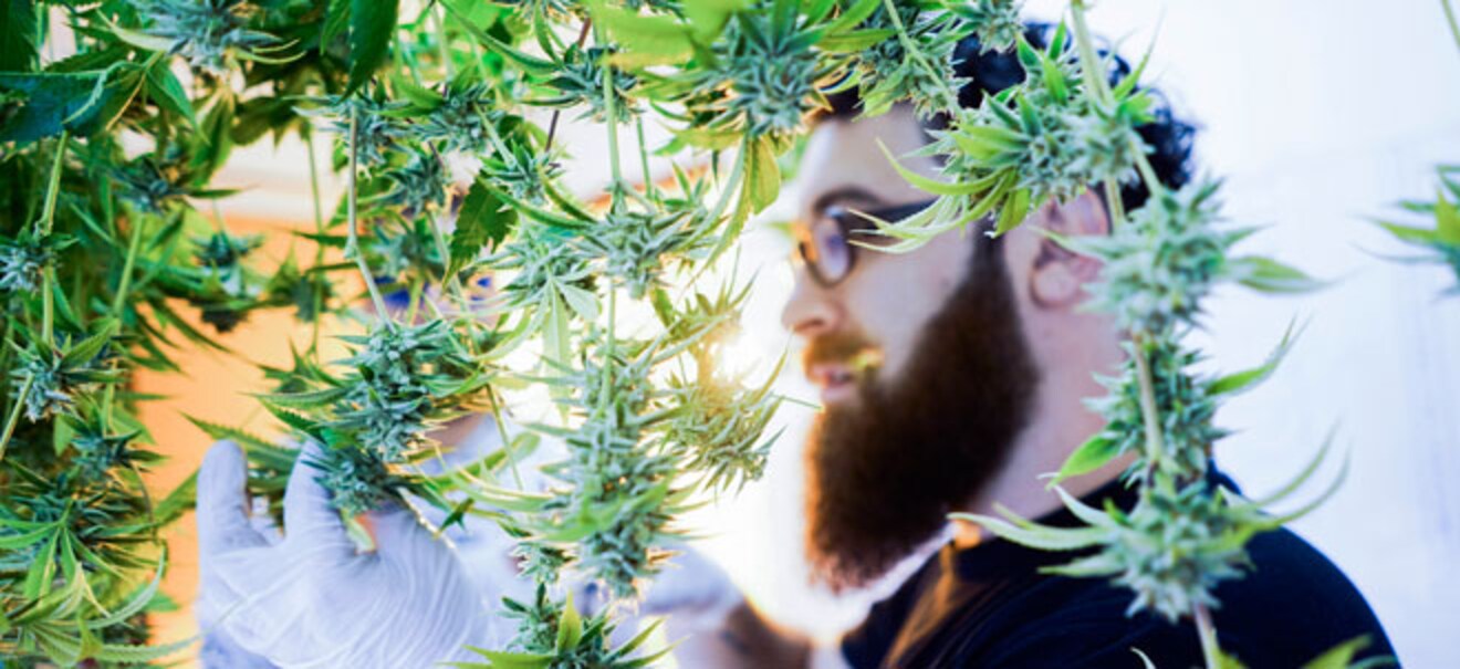 CBD-Grauzone: Drogeriemarkt verbannt Hanf-Produkte aus dem Sortiment Drogeriemarkt verbannt Hanf-Produkte aus dem Sortiment | finanzen.net