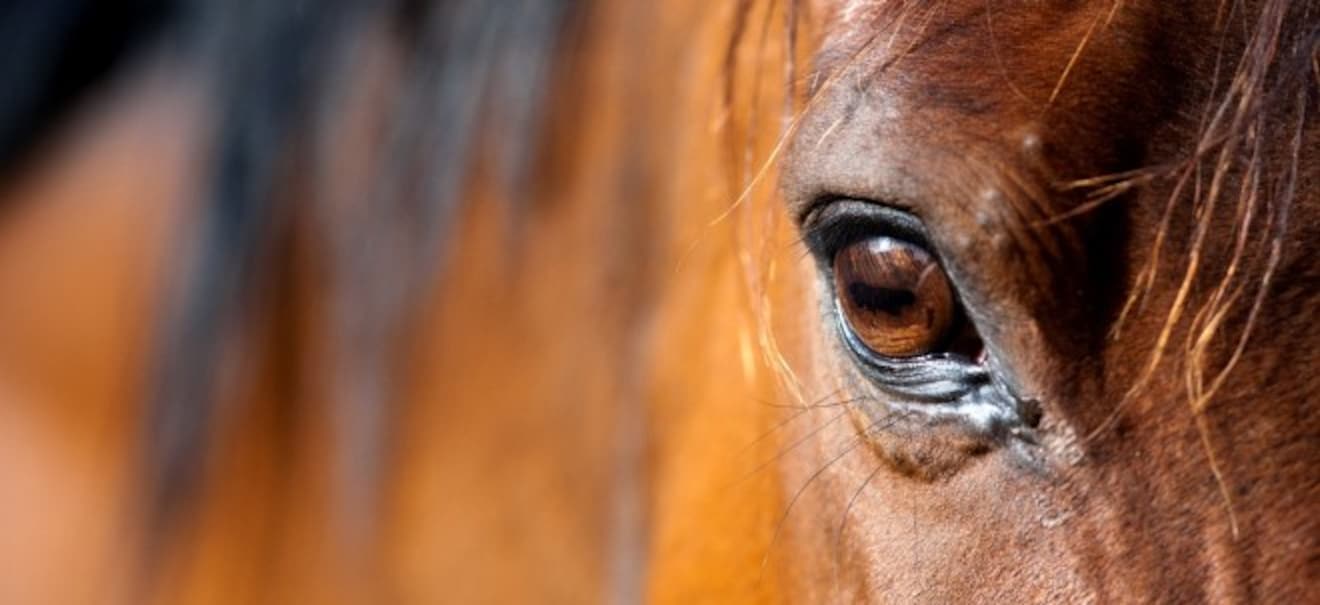 Ein eigenes Pferd oder eine Reitbeteiligung: Was sich mehr lohnt | finanzen.net