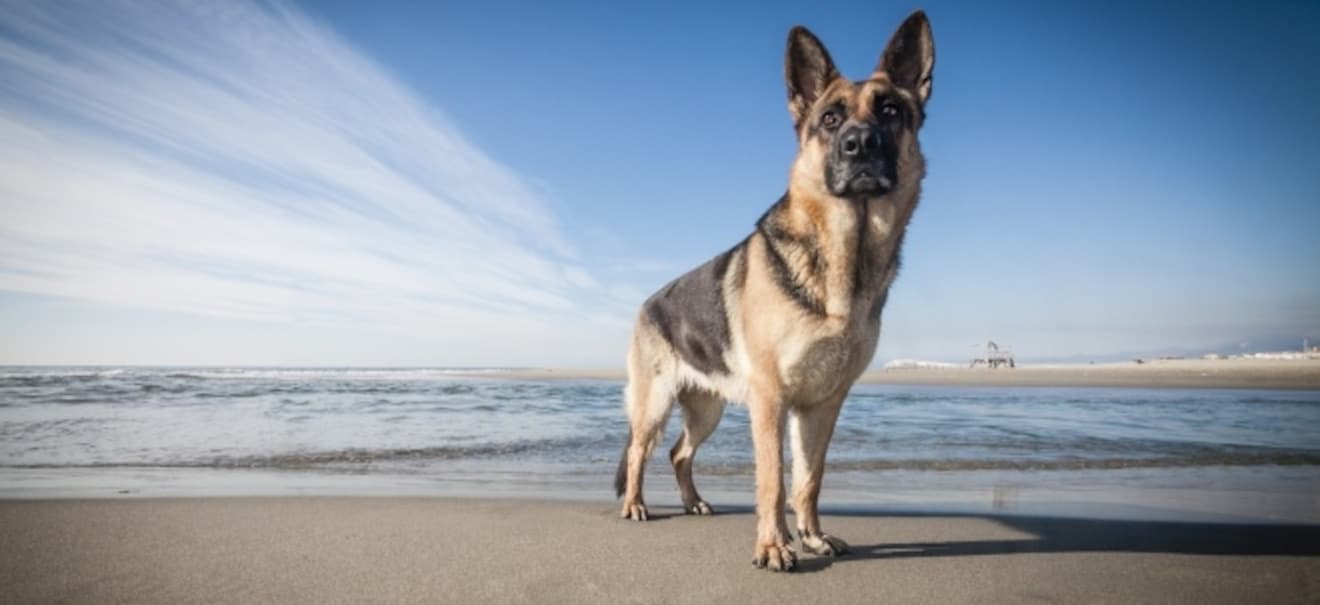 Reise mit Hund: Die besten Tipps und Must-Haves | finanzen.net