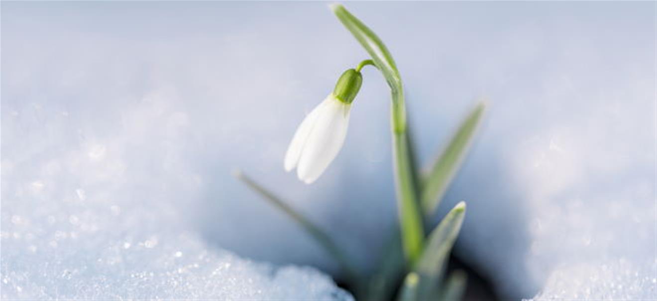 Frühlingserwachen: Tulpenfieber 2.0? - Der Schneeglöckchenhandel floriert Tulpenfieber 2.0? - Der Schneeglöckchenhandel floriert | finanzen.net