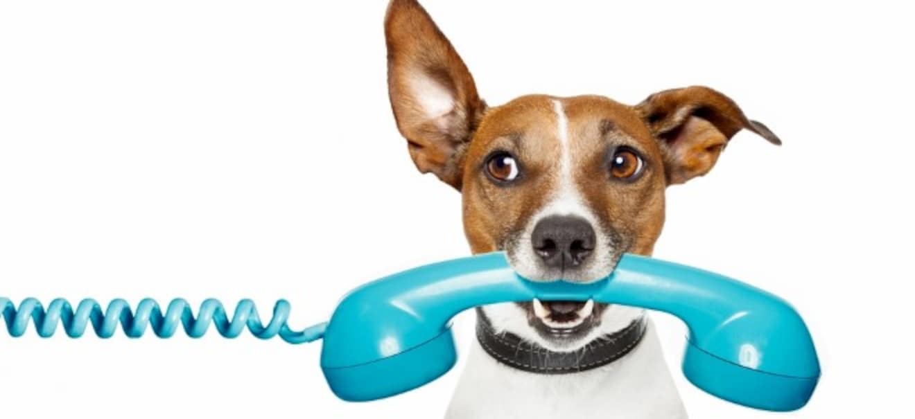 Hund im Büro: Tipps und Richtlinien für eine harmonische Arbeitsumgebung | finanzen.net