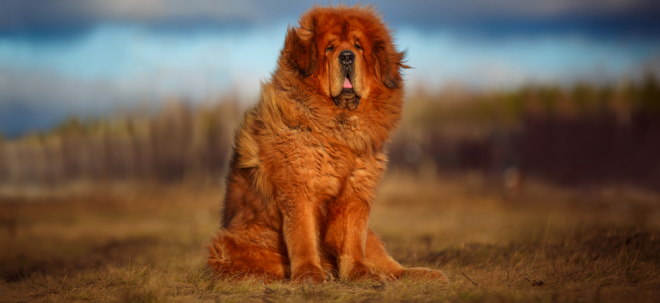 Teures Statussymbol: Millionenbetrag für tierisches Statussymbol - der teuerste Hund der Welt | Nachricht | finanzen.net