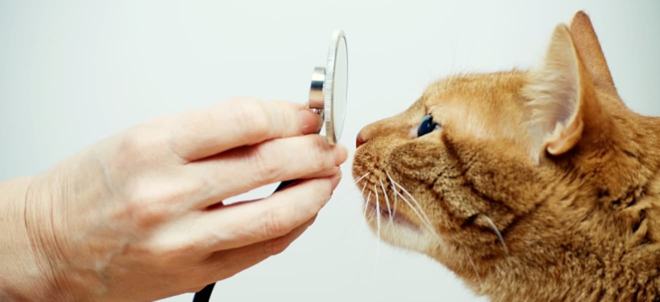 Die Sprache der Katzen: MeowTalk: Alexa-Mitentwickler will mit neuer App Katzen übersetzen Alexa-Kreator: Jetzt Katzen verstehen mit MeowTalk | finanzen.net