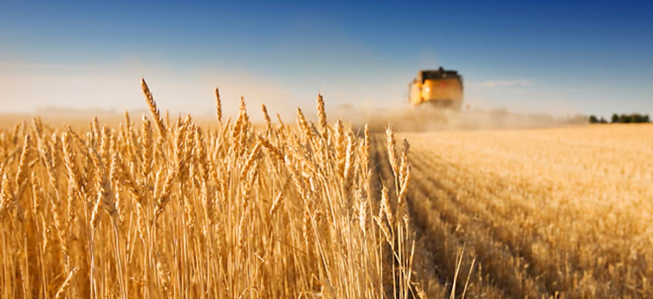 Durchschnittliche Ernteaussichten für den Sommer | finanzen.net