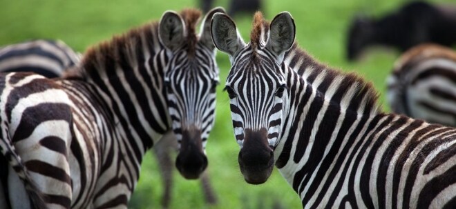 Virtuelle Safari live erleben oder digital durch Nationalparks schlendern: Google und Co. machen es möglich